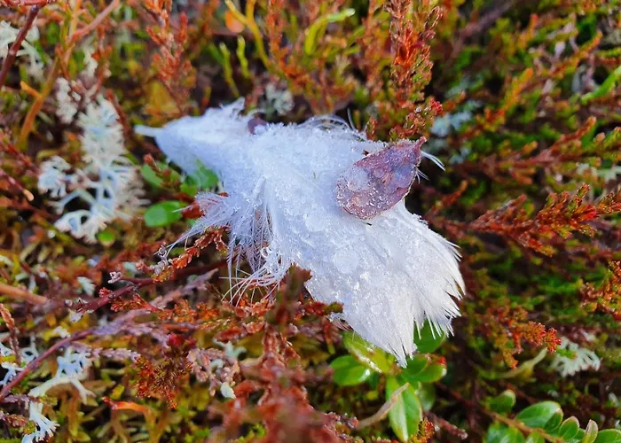 فندق Kultahippu &