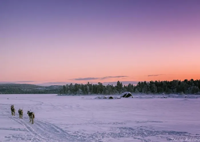 Kultahippu & إيفالو